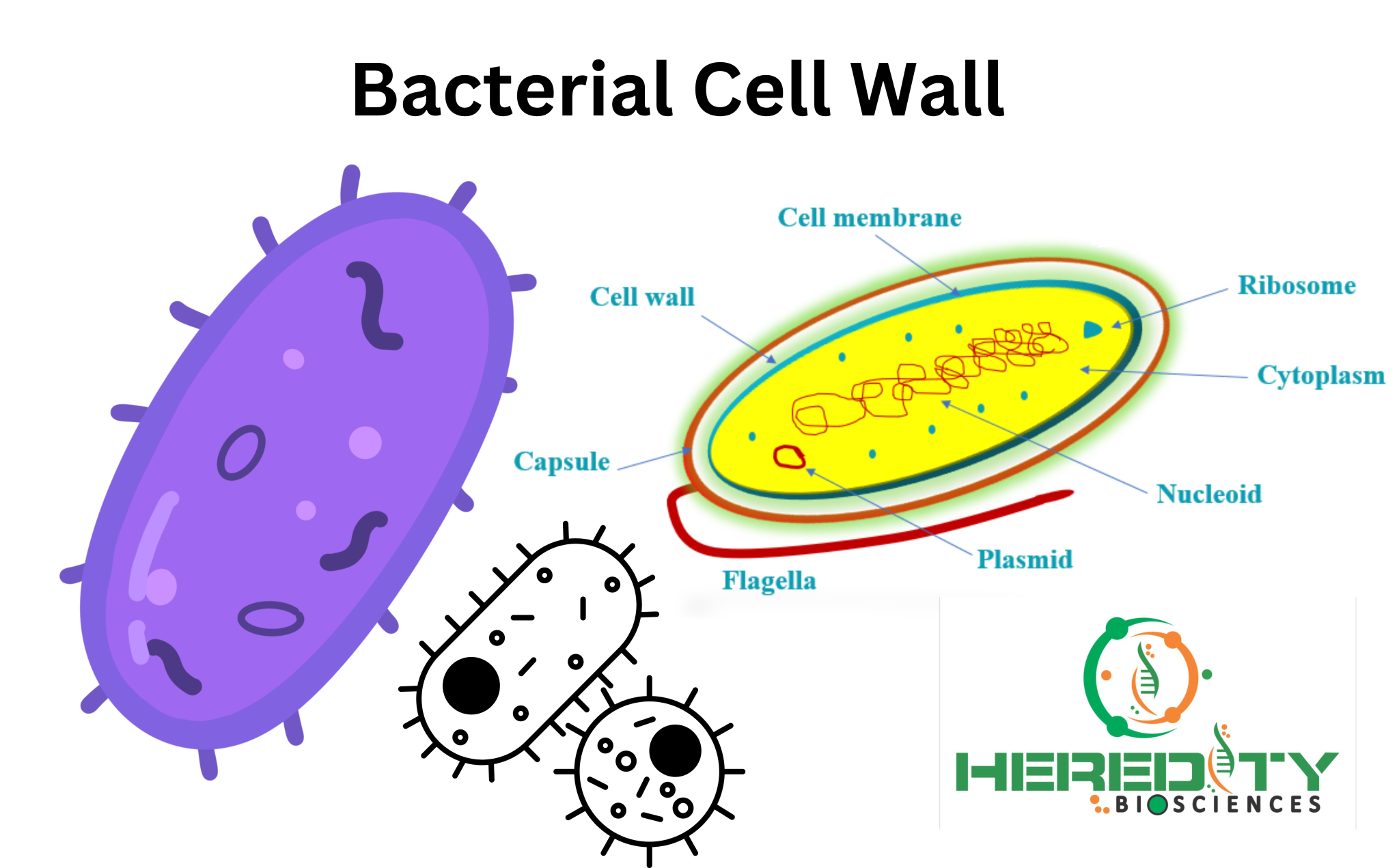 What is the process of bacterial cell wall formation? Heredity Bioscience