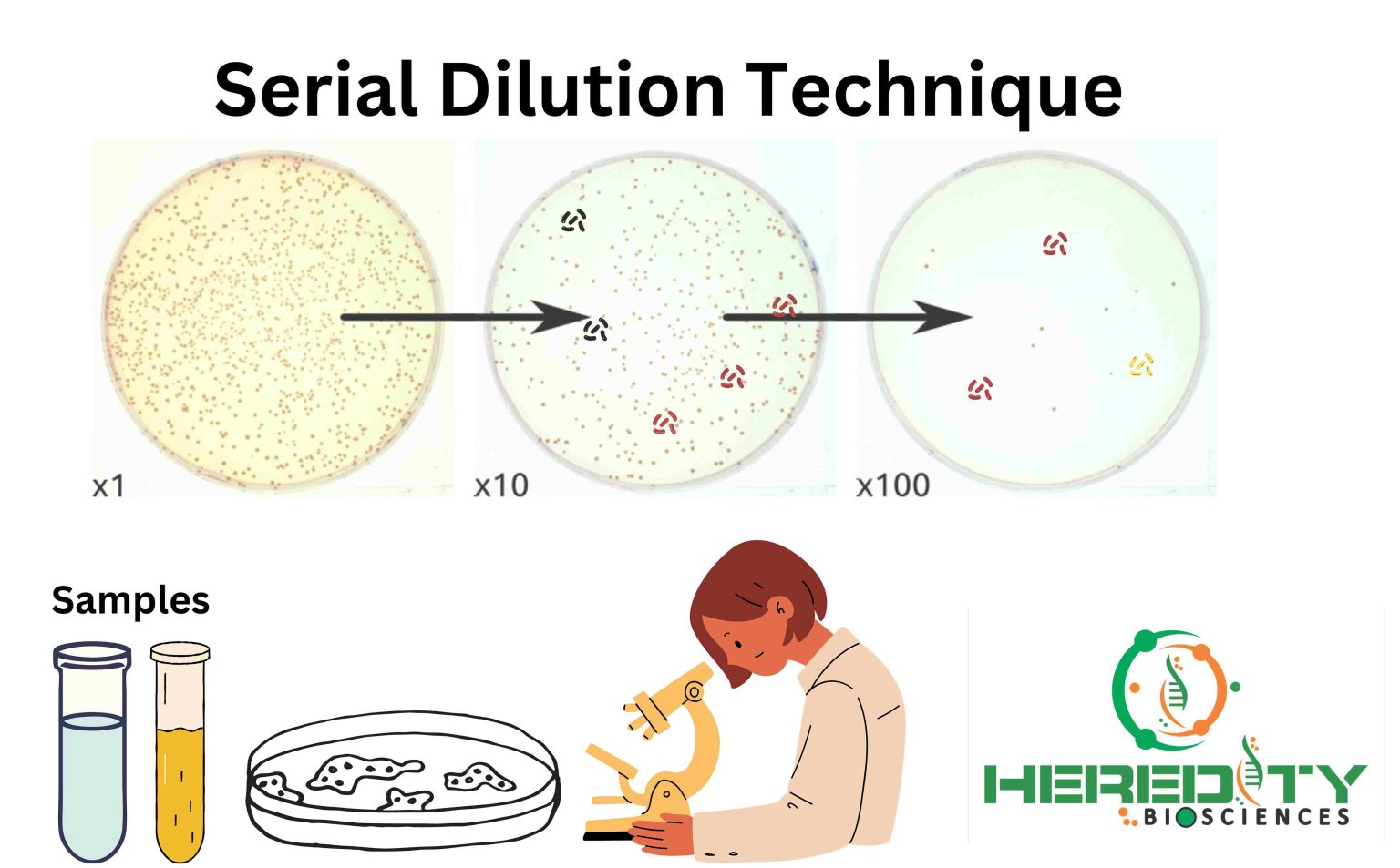 Serial Dilution Technique for Bacterial Quantification Procedure and