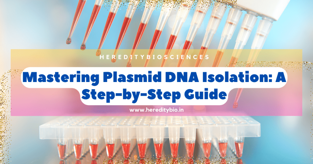 Mastering Plasmid DNA Isolation A StepbyStep Guide Heredity Bioscience