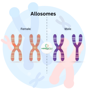 Understanding the Difference Between Autosomes and Allosomes - Heredity