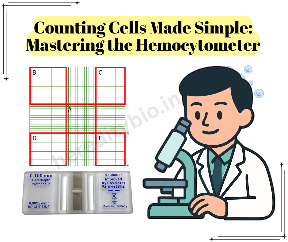 You are currently viewing Counting Cells Made Simple: Mastering the Hemocytometer